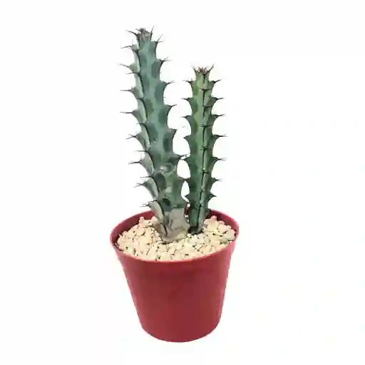 Cactus Euphorbia Greenwayi