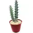 Cactus Euphorbia Greenwayi