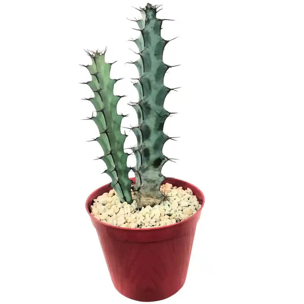 Cactus Euphorbia Greenwayi