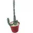 Cactus Euphorbia Greenwayi