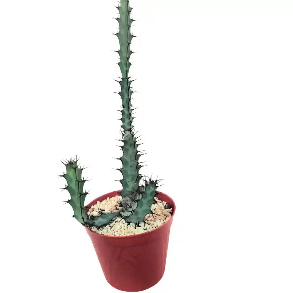 Cactus Euphorbia Greenwayi