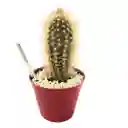 Cactus Pilosocereus Chrysostele