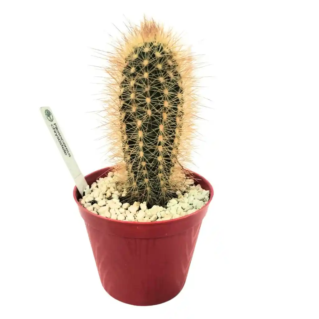 Cactus Pilosocereus Chrysostele