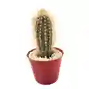 Cactus Pilosocereus Chrysostele