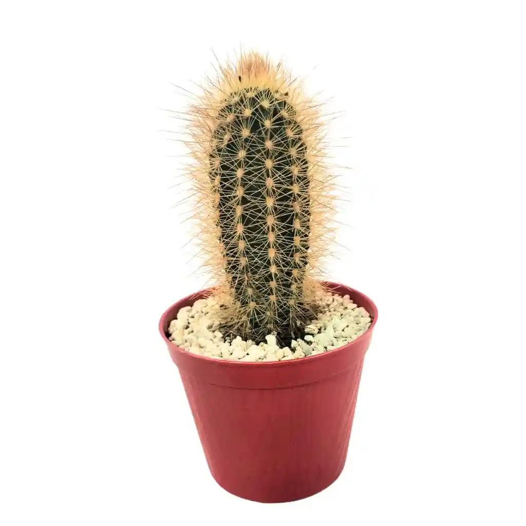 Cactus Pilosocereus Chrysostele