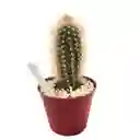 Cactus Pilosocereus Chrysostele