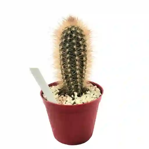 Cactus Pilosocereus Chrysostele