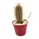 Cactus Pilosocereus Chrysostele