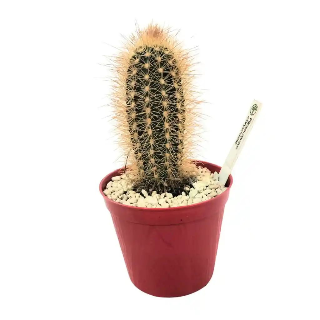 Cactus Pilosocereus Chrysostele