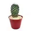 Cactus Mammillaria Toluca