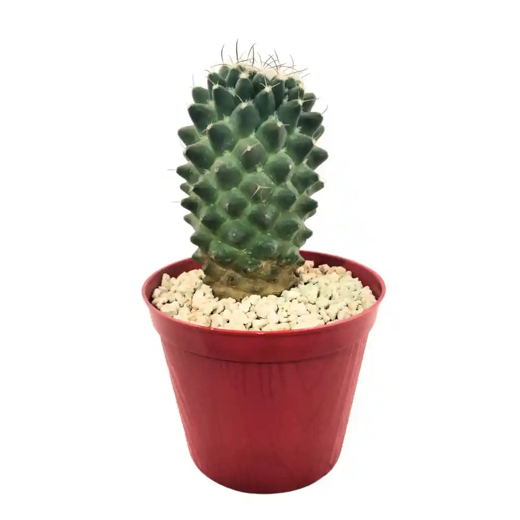 Cactus Mammillaria Toluca