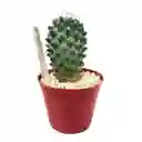 Cactus Mammillaria Toluca