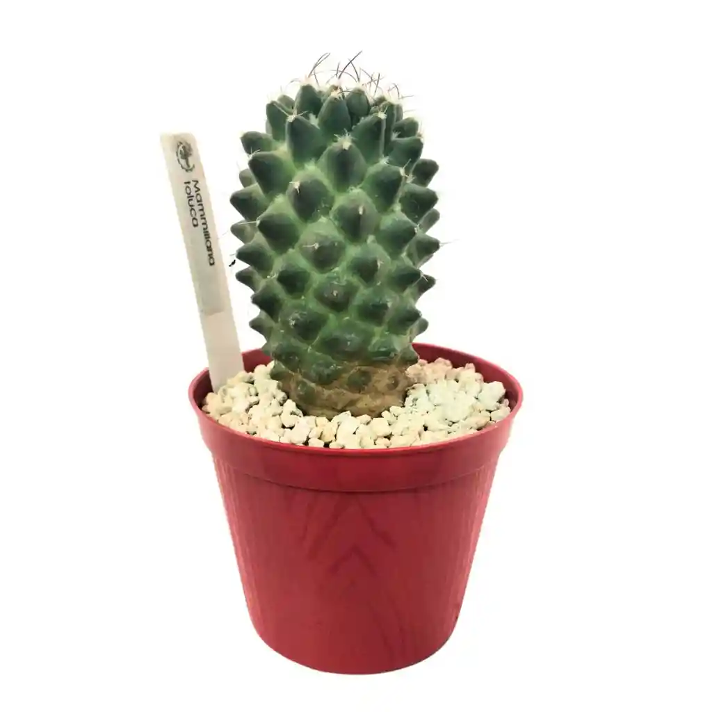 Cactus Mammillaria Toluca