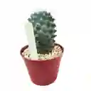 Cactus Mammillaria Toluca