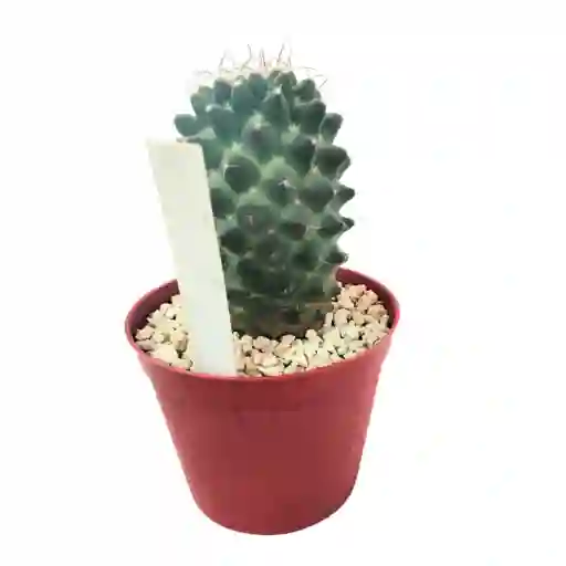 Cactus Mammillaria Toluca
