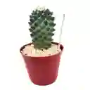 Cactus Mammillaria Toluca