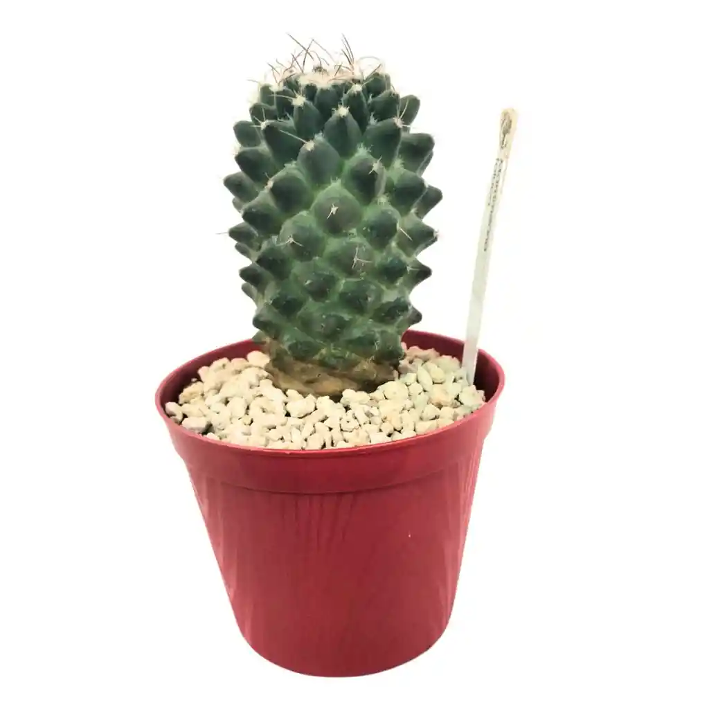 Cactus Mammillaria Toluca