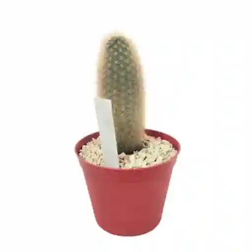 Cactus Weberbauerocereus Rauhii