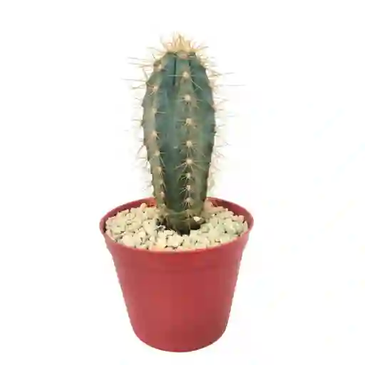 Cactus Pilosocereus Azureus