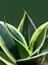 Kokedama Sansevieria Variegada