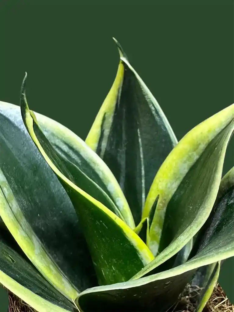 Kokedama Sansevieria Variegada