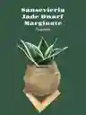 Kokedama Sansevieria Variegada