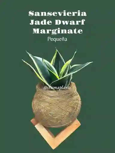 Kokedama Sansevieria Variegada