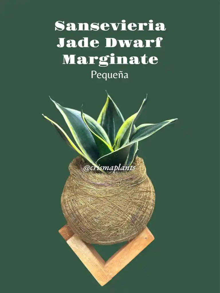 Kokedama Sansevieria Variegada