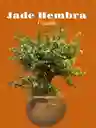 Kokedama Jade Hembra Grande