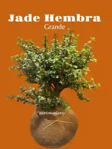 Kokedama Jade Hembra Grande