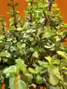Kokedama Jade Hembra Grande