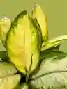 Kokedama Dieffenbachia Camila Grande