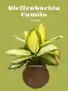 Kokedama Dieffenbachia Camila Grande
