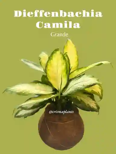 Kokedama Dieffenbachia Camila Grande