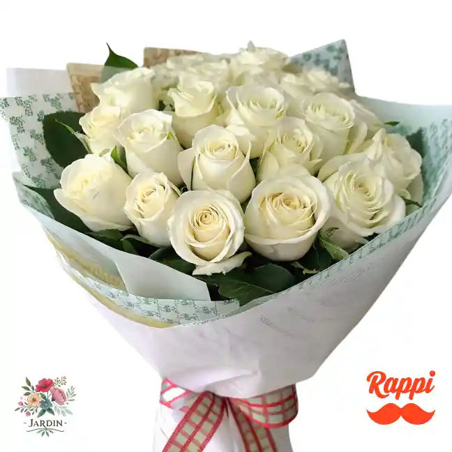 Rosa Blanca X24