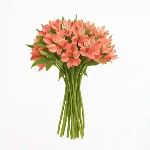 Astromelias Rosadas