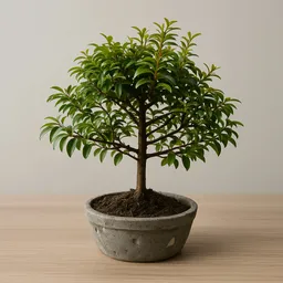 Bonsai Guayacan Con 2 Años De Edad