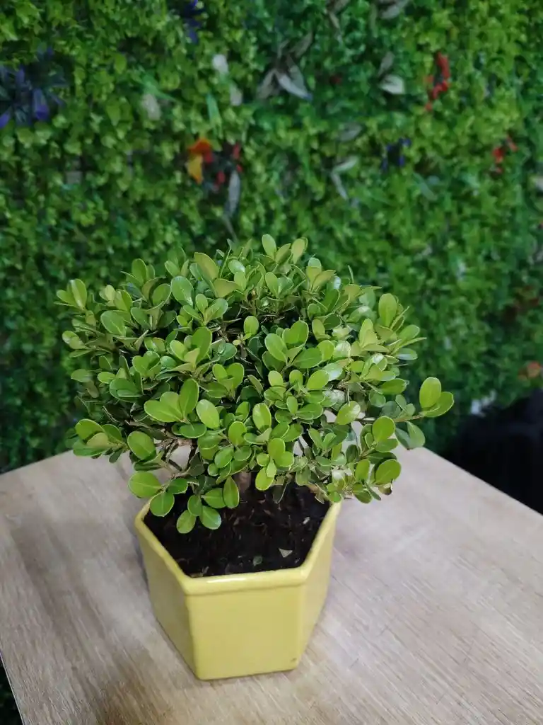 Mini Bosai Buxus