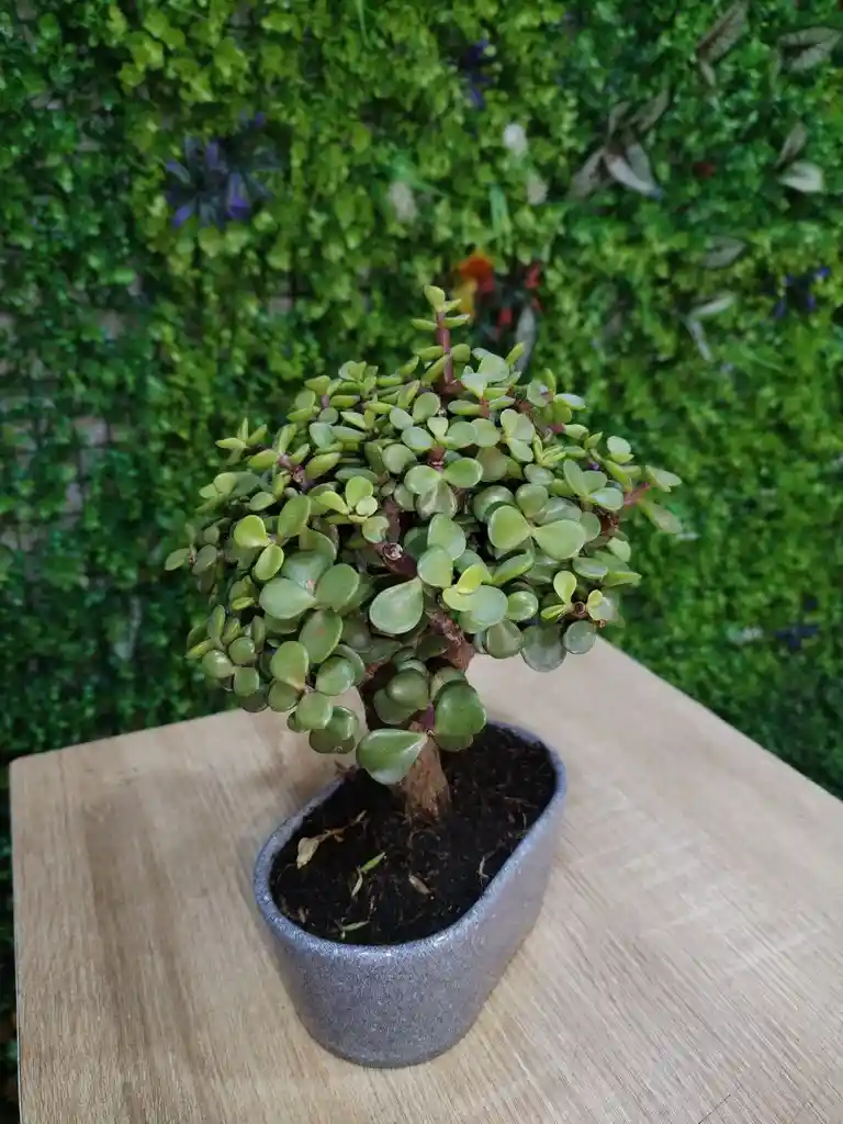 Mini Bonsai Jade