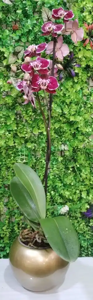 Orquidea 1 Vara + Mat