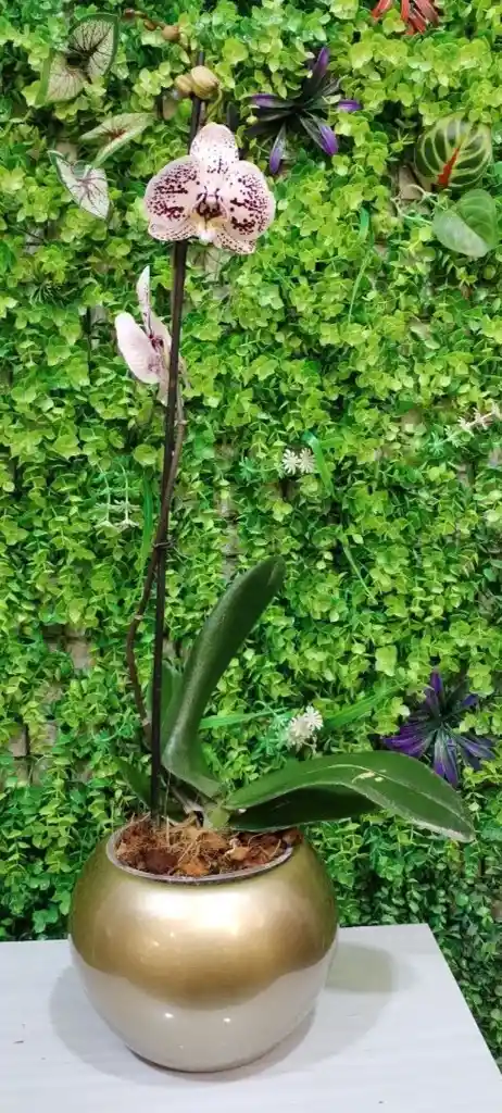 Orquidea 1 Vara + Mat