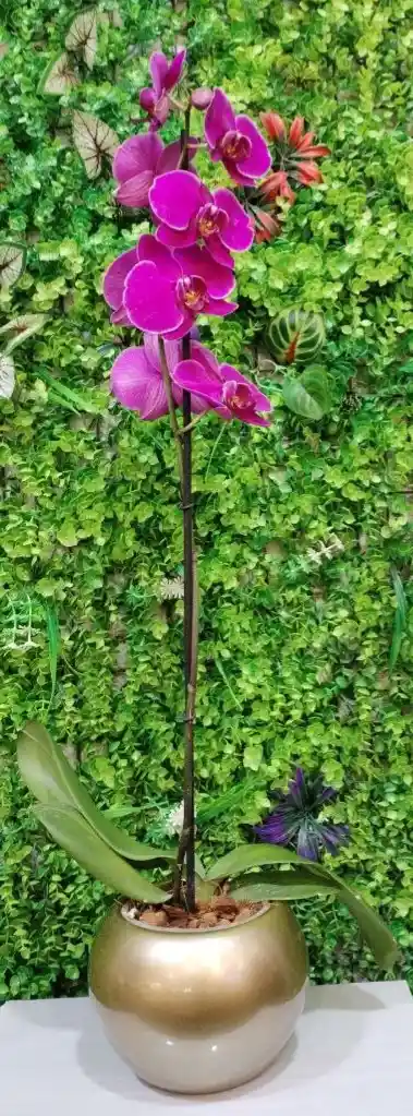 Orquidea 1 Vara + Mat