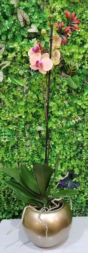 Orquidea 1 Vara + Mat