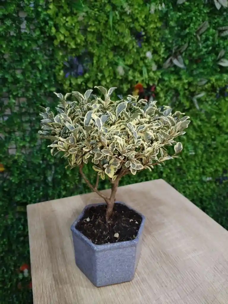 Durant Variegada