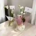 Orquideas Minis Blancas Base Ceramica