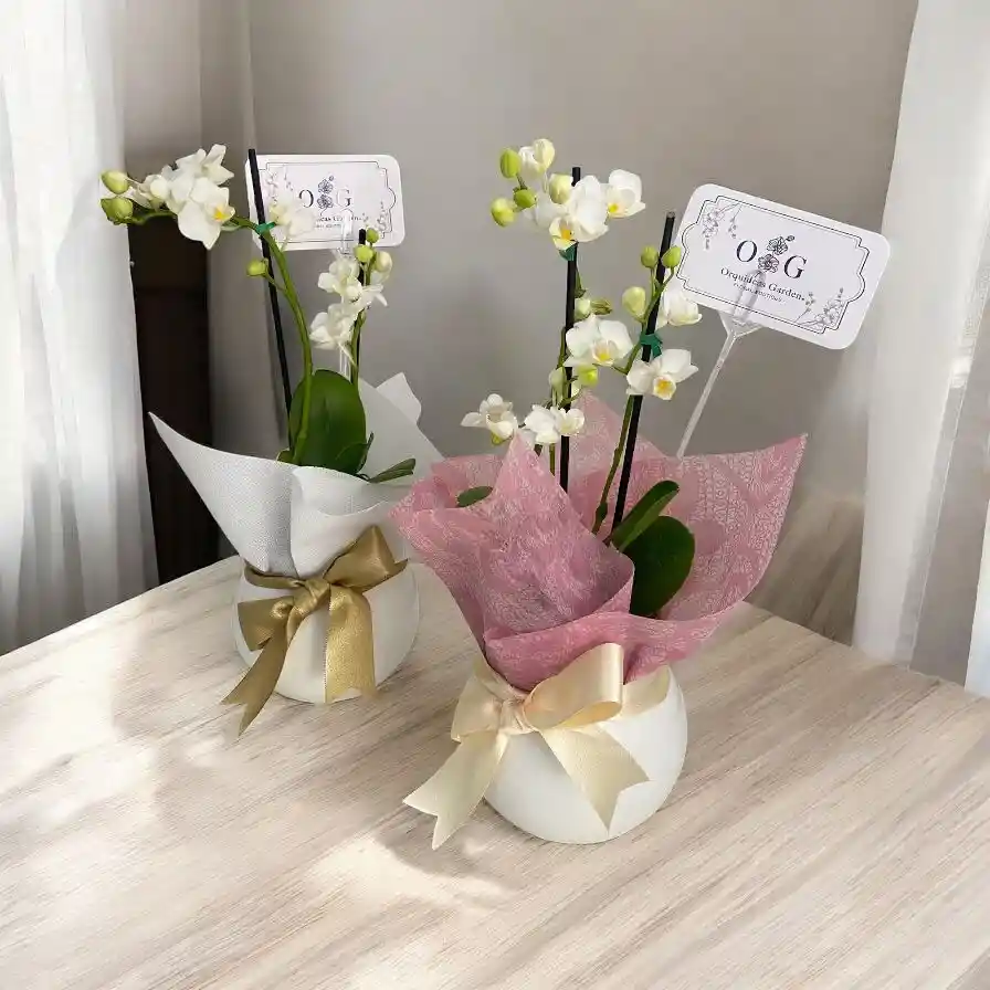 Orquideas Minis Blancas Base Ceramica