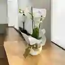 Orquideas Minis Blancas Base Ceramica