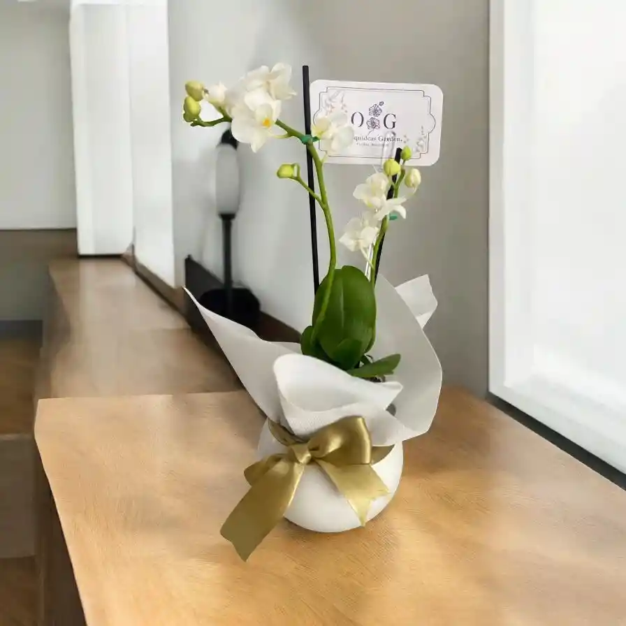 Orquideas Minis Blancas Base Ceramica