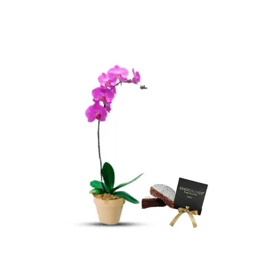 Orquidea Fucsia 1 Tallo Mas Torta Chocoogy