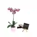 Orquidea Fucsia 1 Tallo Mas Torta Chocoogy